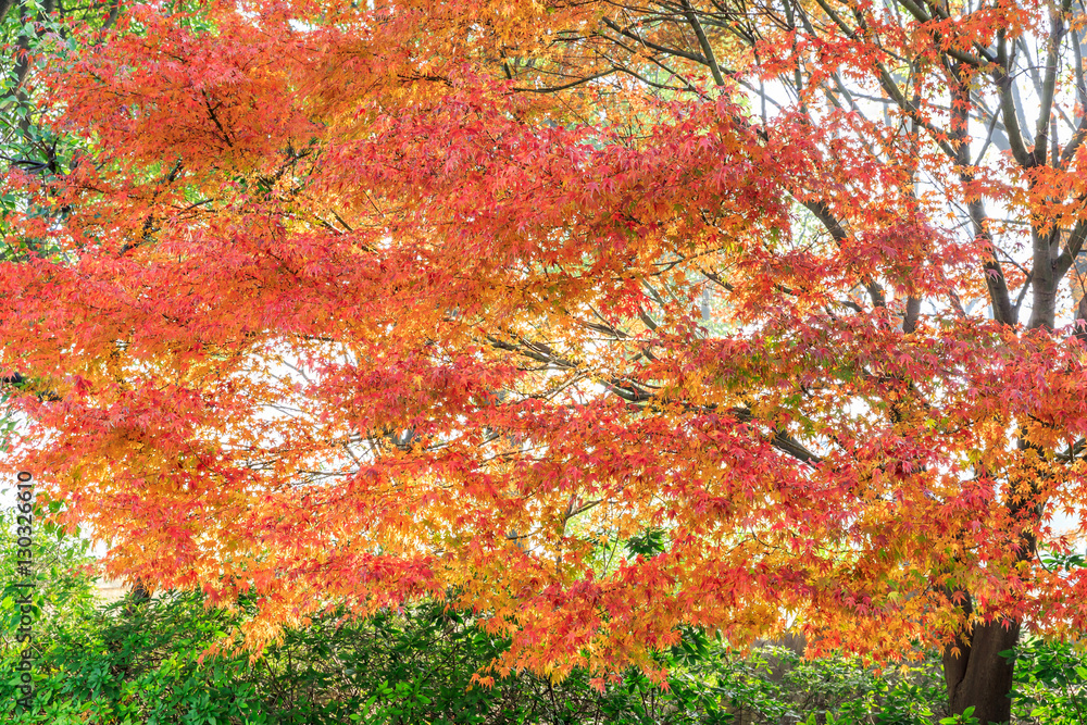 Autumn maple landscape in the foggy morning