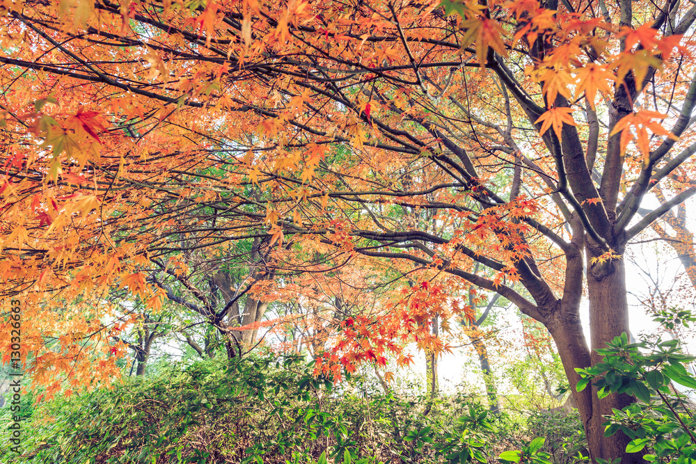 Autumn maple landscape in the foggy morning