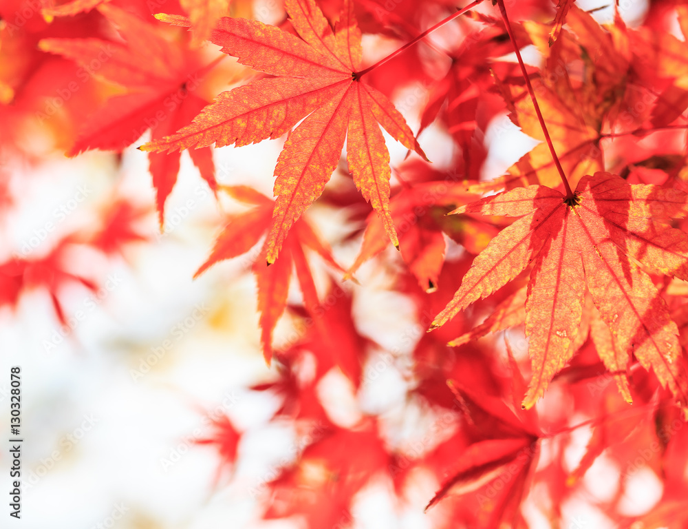 Autumn maple leaves background