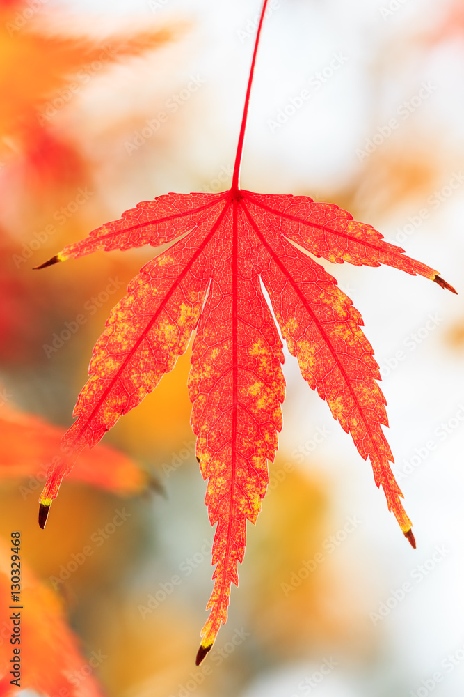 Autumn maple leaves background