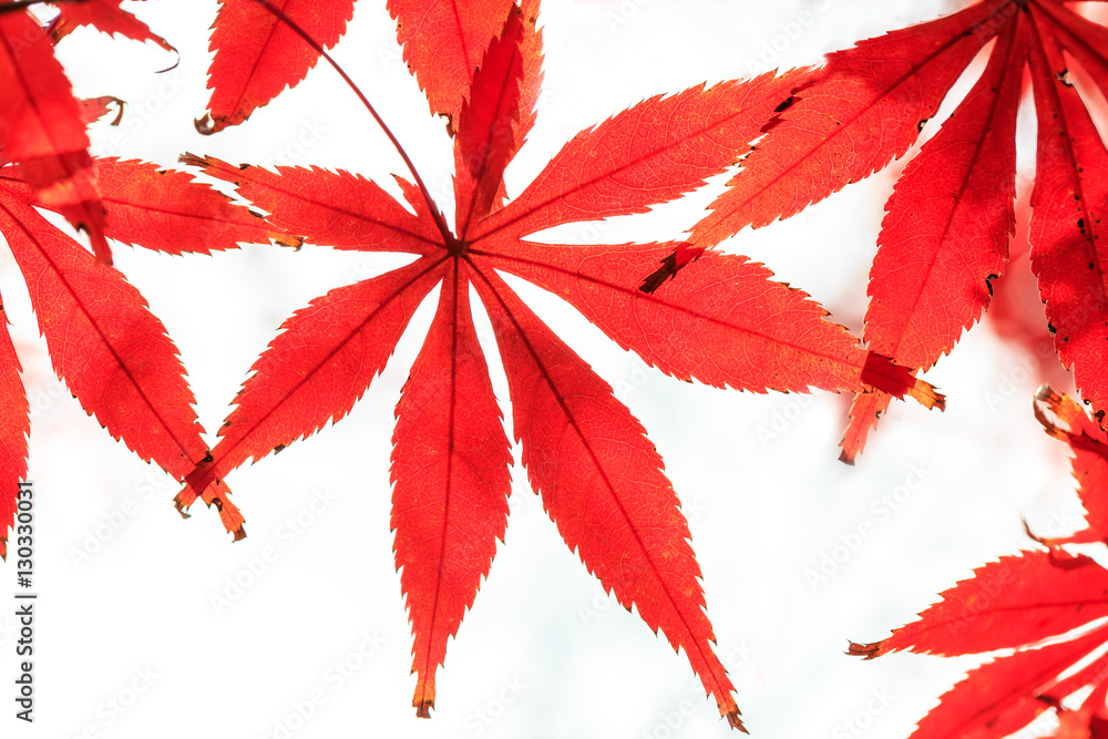 Autumn maple leaves background