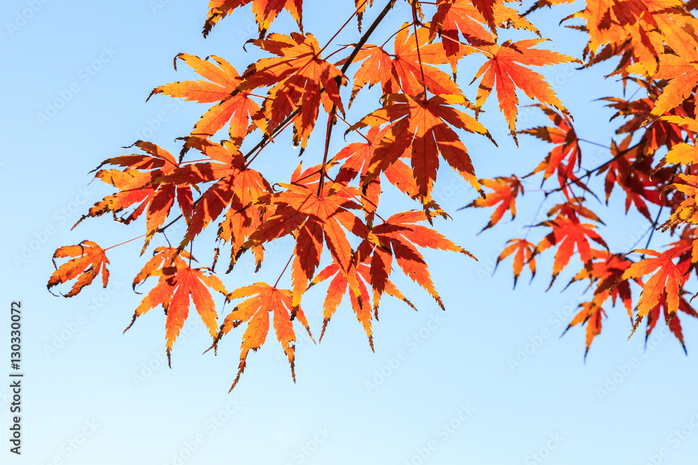 Autumn maple leaves background