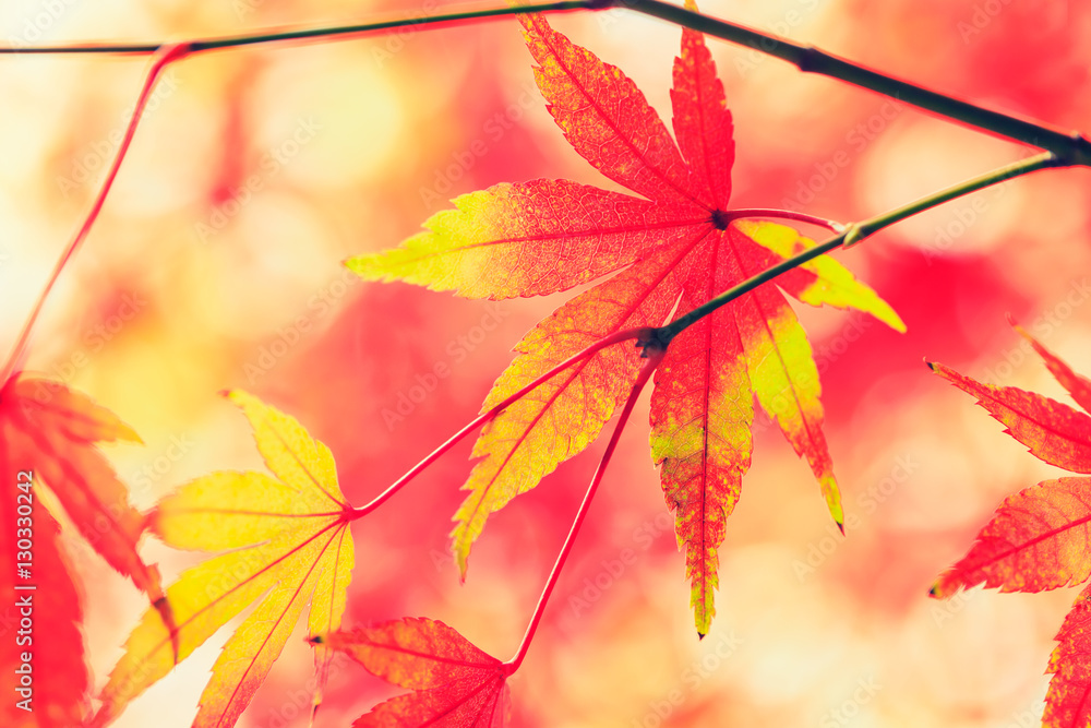 Autumn maple leaves background