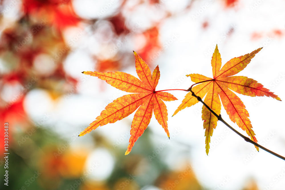 Autumn maple leaves background