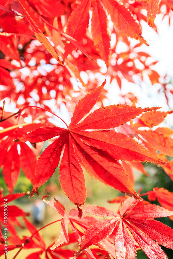 Autumn maple leaves background