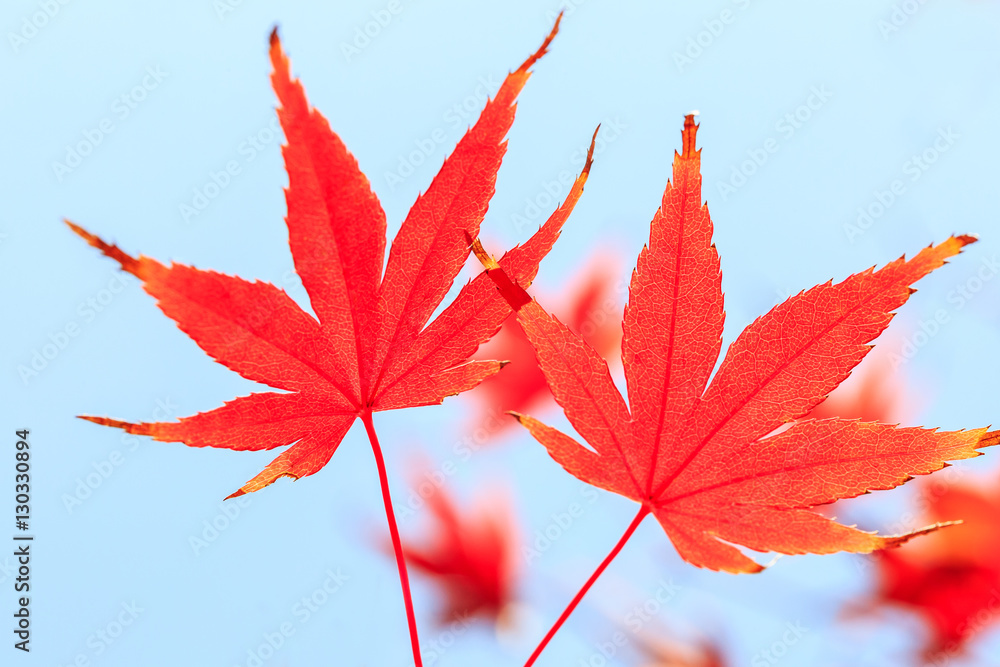 Autumn maple leaves background