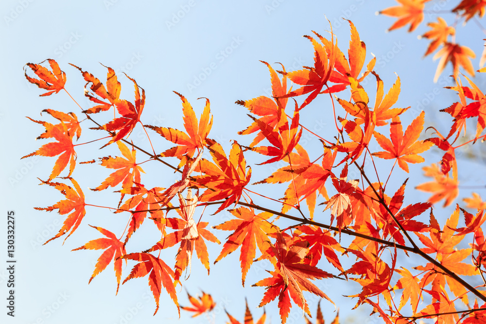 Autumn maple leaves background