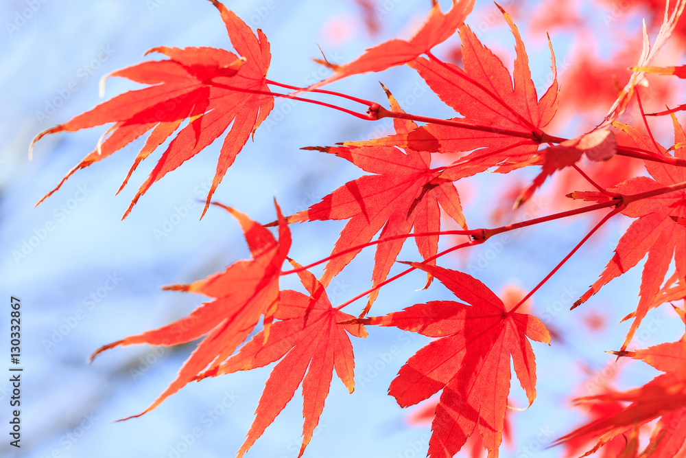 Autumn maple leaves background