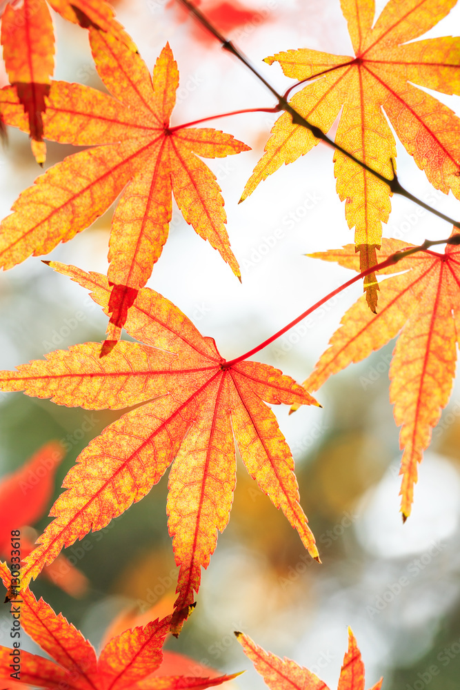 Autumn maple leaves background