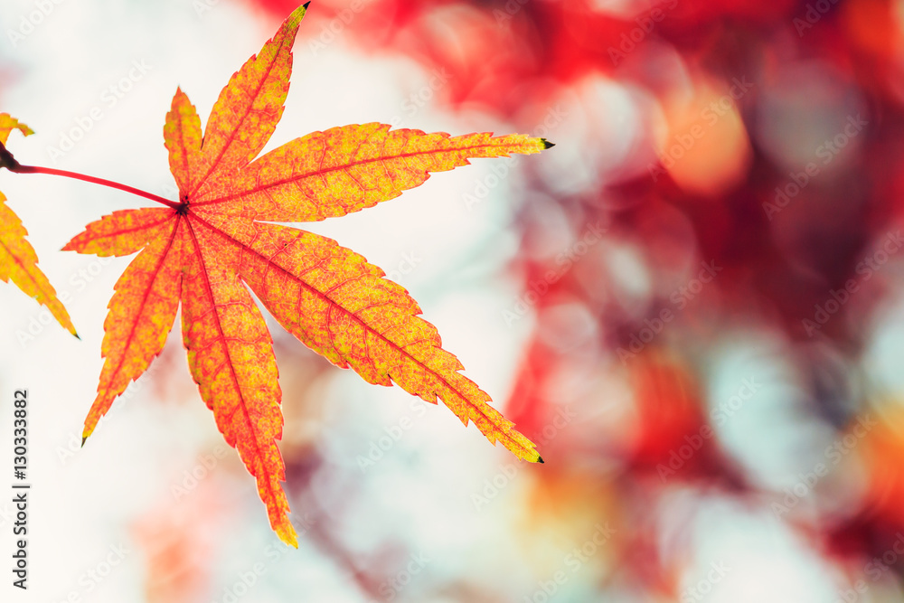 Autumn maple leaves background