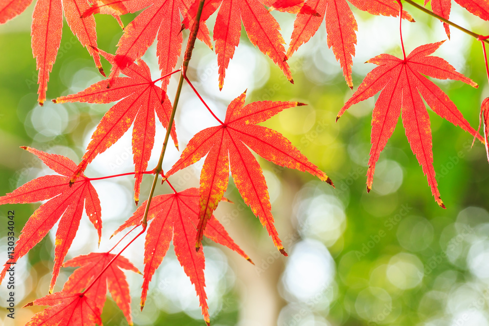 Autumn maple leaves background