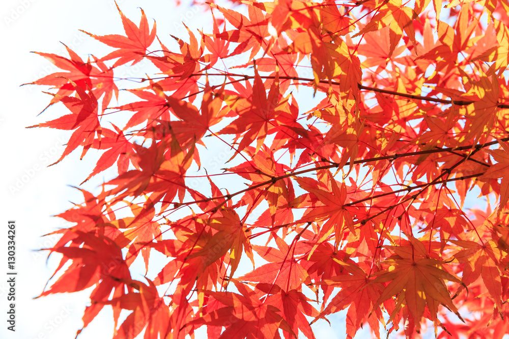 Autumn maple leaves background