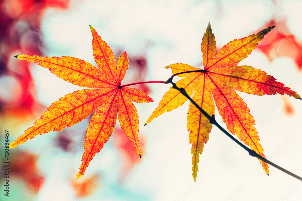 Autumn maple leaves background