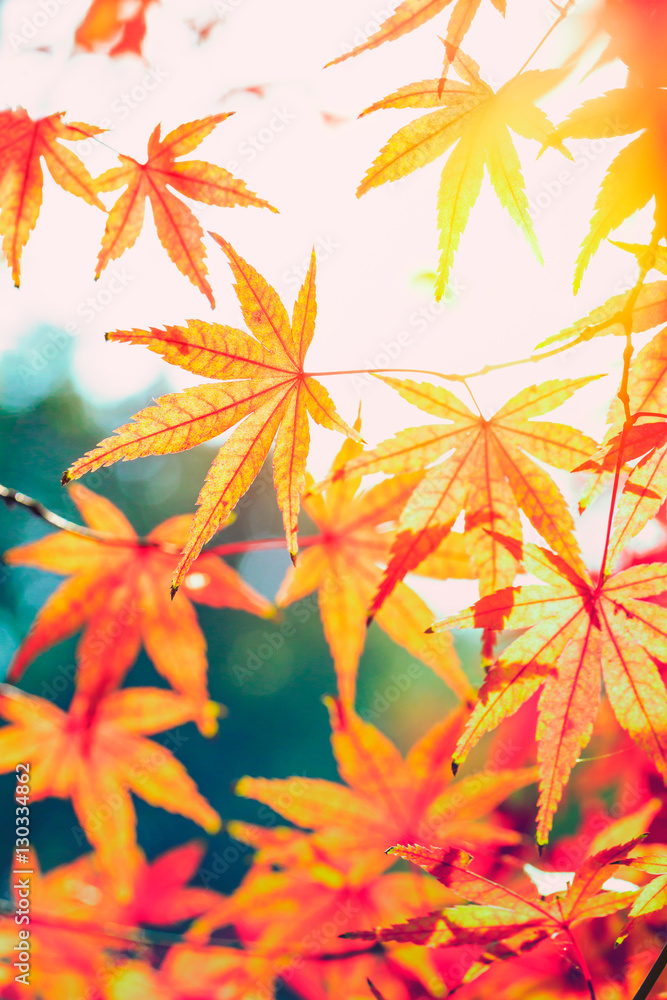 Autumn maple leaves background