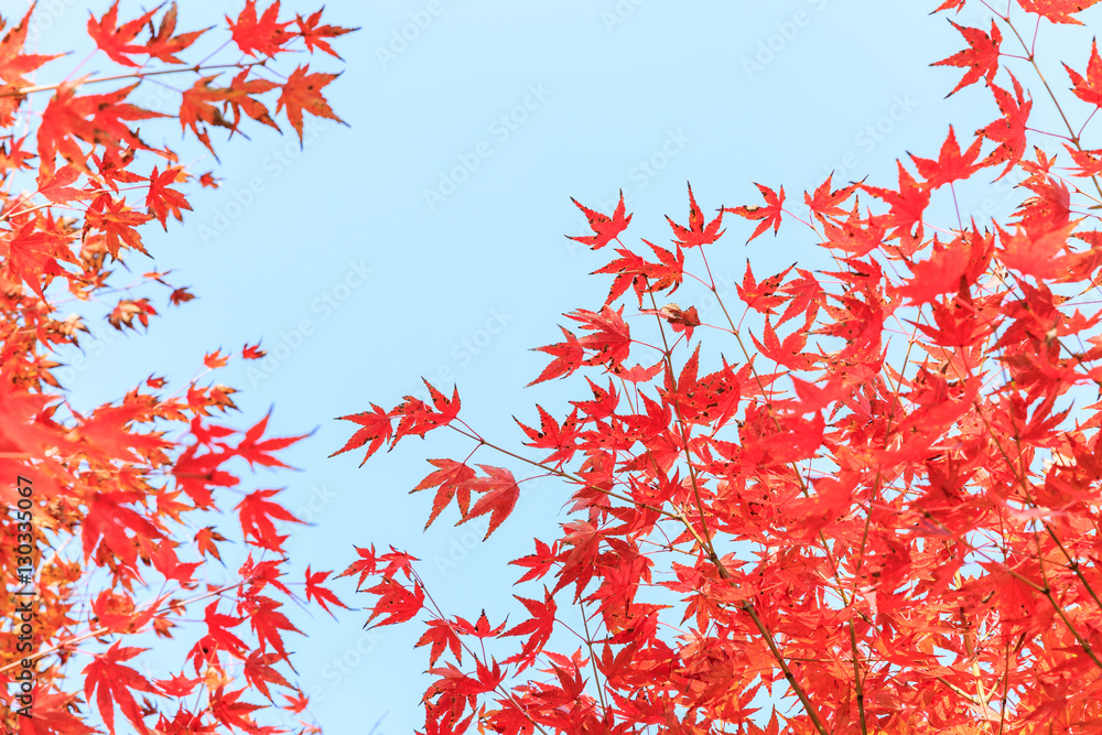 Autumn maple leaves background