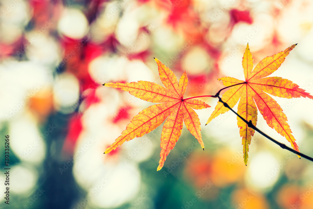 Autumn maple leaves background