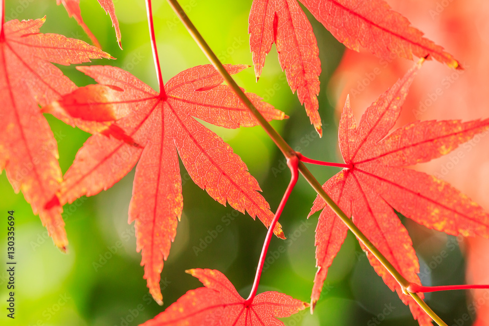 Autumn maple leaves background