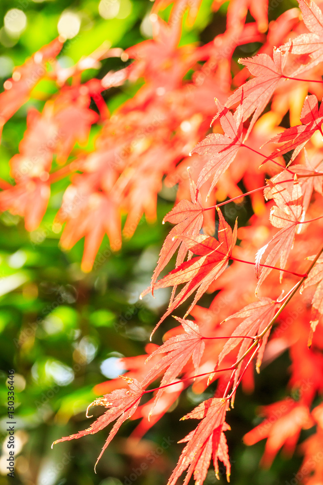 Autumn maple leaves background