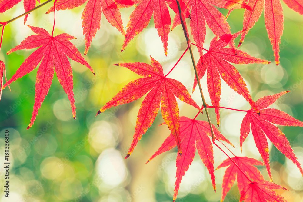 Autumn maple leaves background