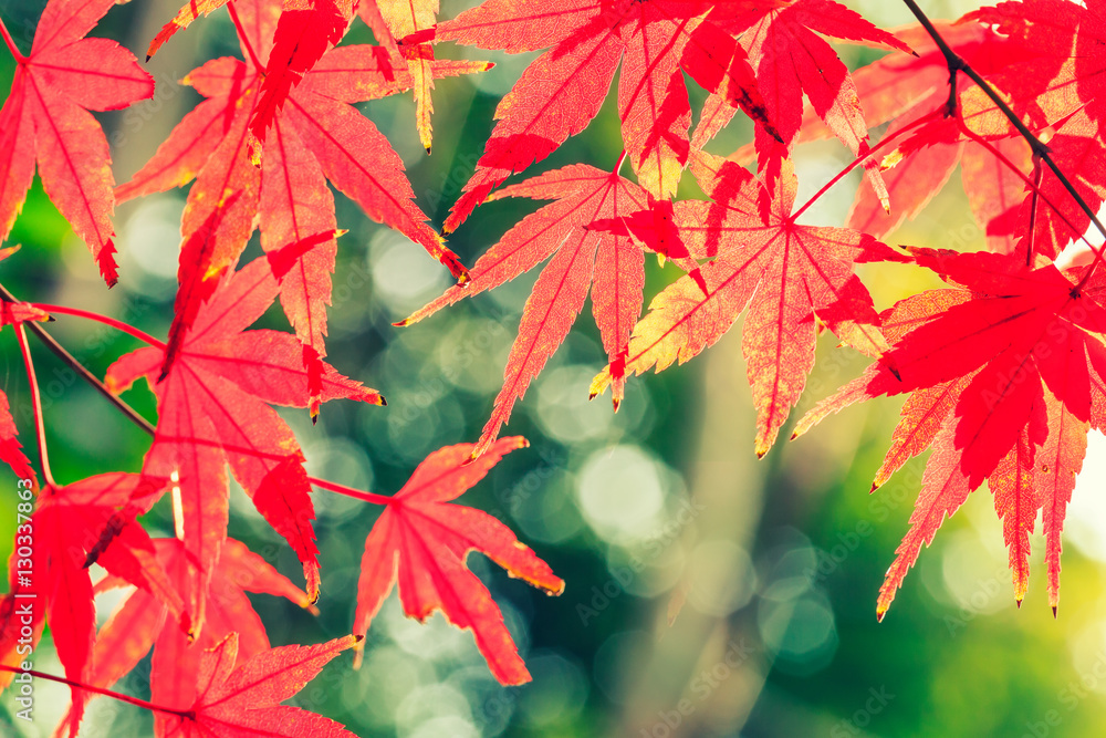 Autumn maple leaves background