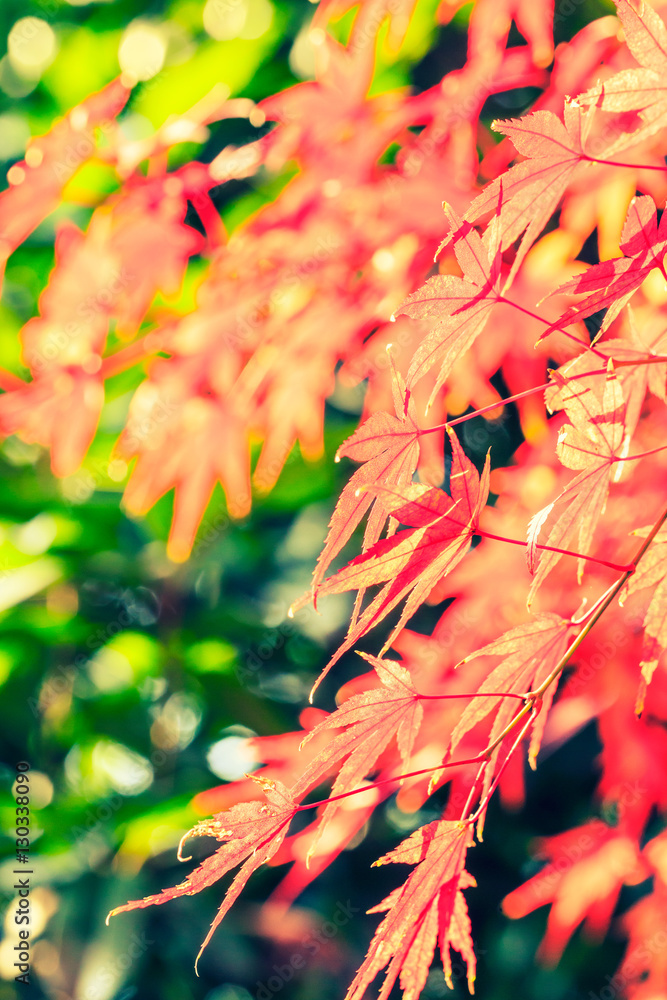 Autumn maple leaves background