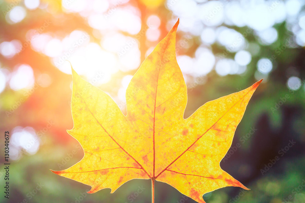 autumn yellow leaves