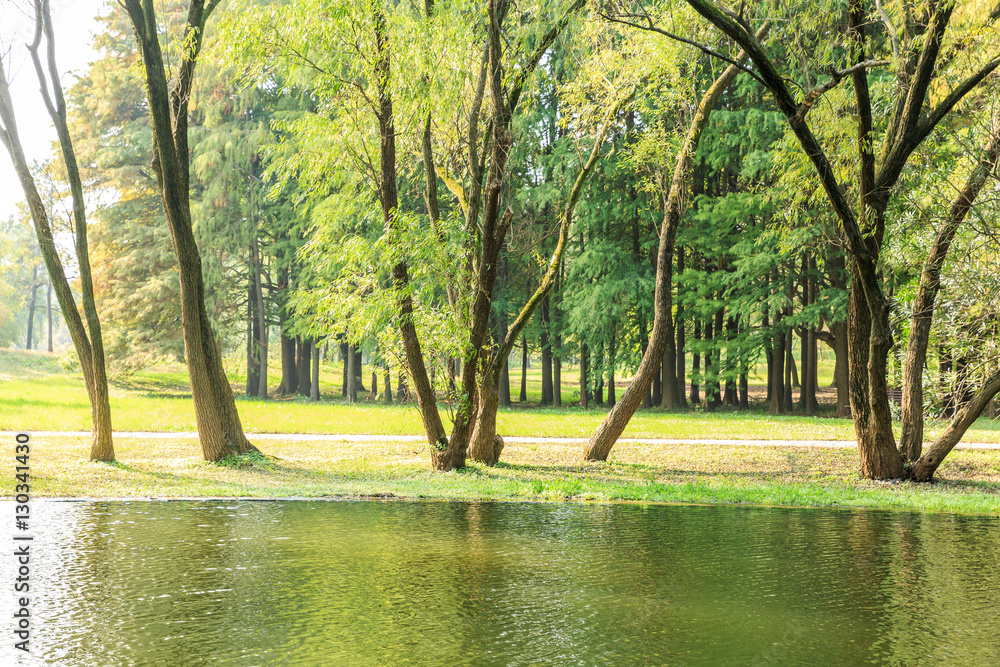 green woods of the pond