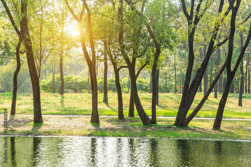 green woods of the pond