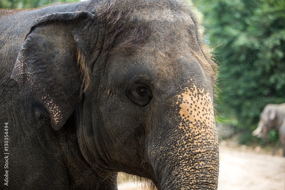 closeup shot of elephant eye.