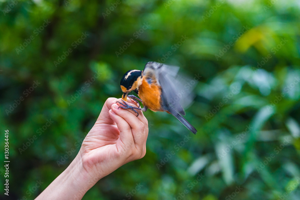 Bird sits on human hand. People feed the tit.