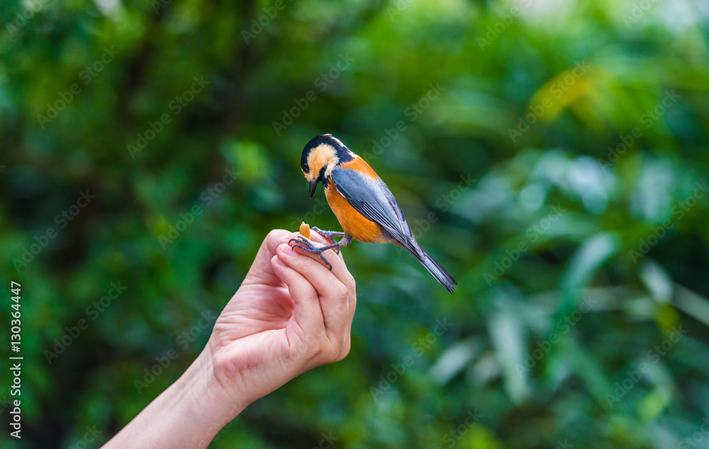 Bird sits on human hand. People feed the tit.