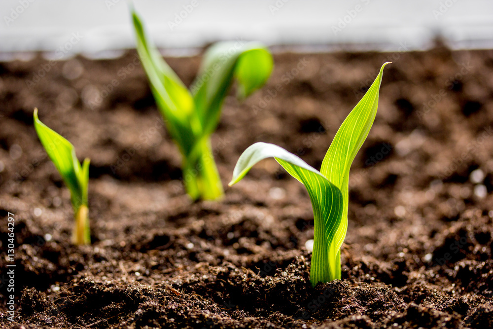 Concept appearance of life - sprout from soil close up