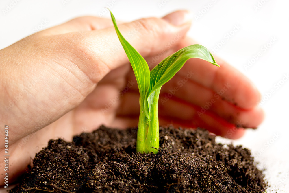 Concept birth of idea- sprout from soil on white background