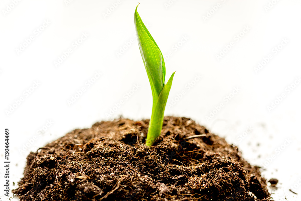 Concept birth of idea- sprout from soil on white background