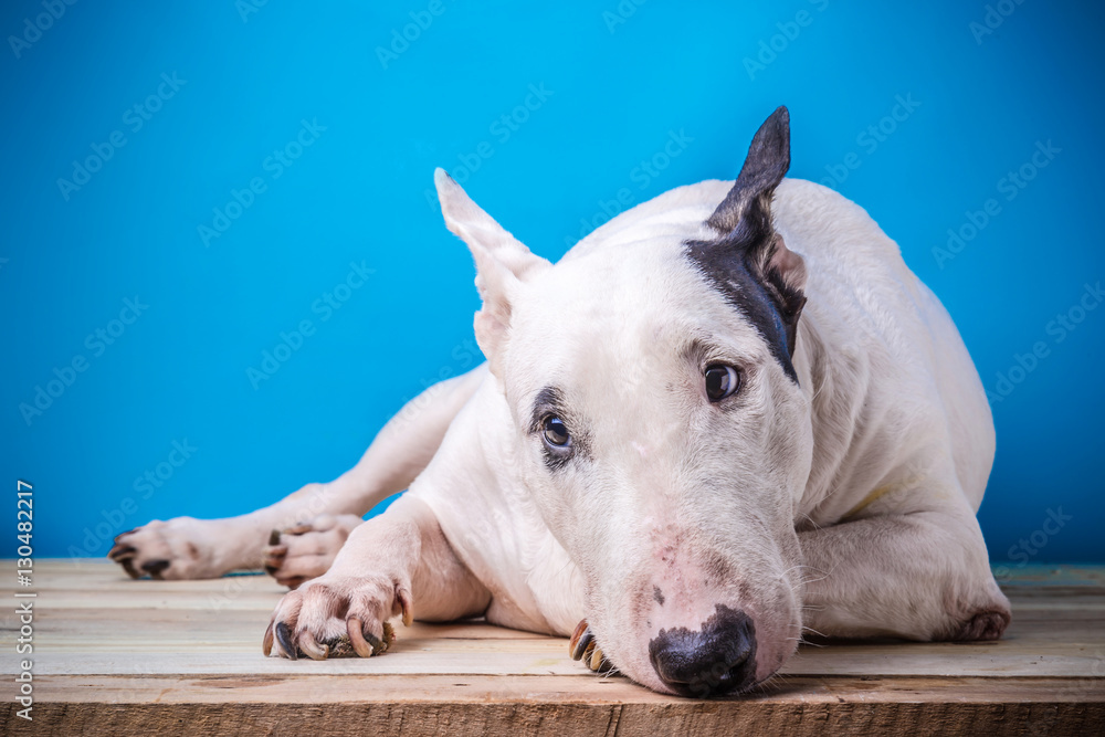 sad english bullterrier laying on wooden floor thinking of something with blue background