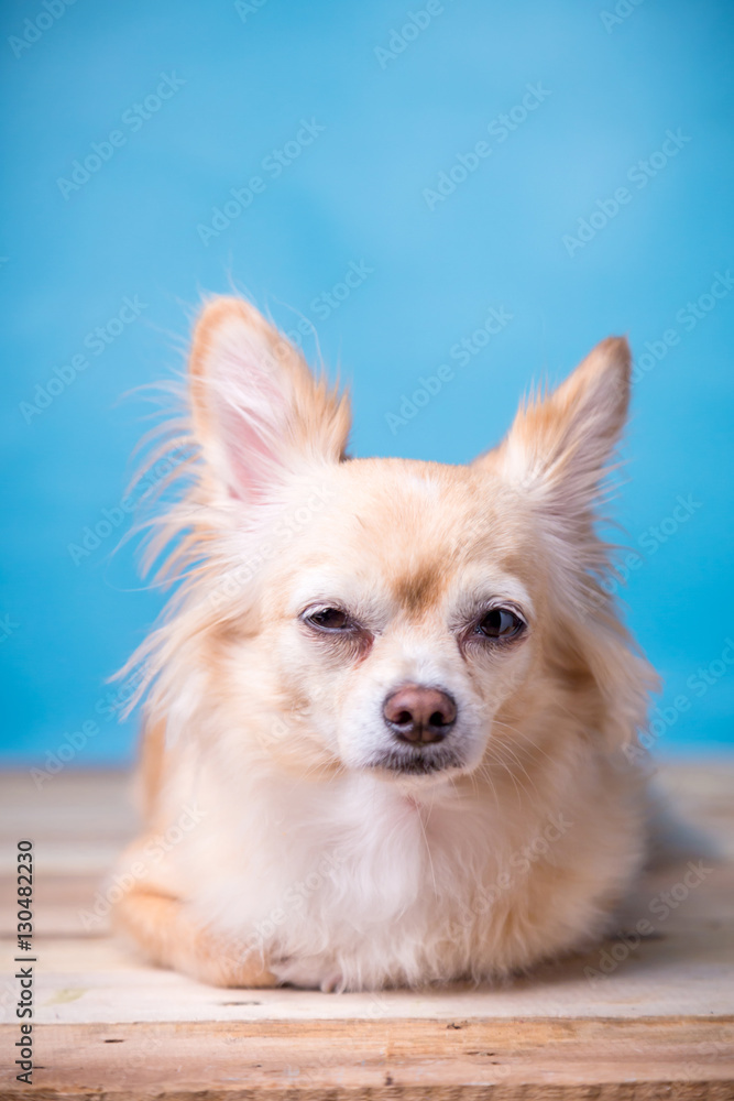 cute brown Chihuahua dog sitting on wooden floor.