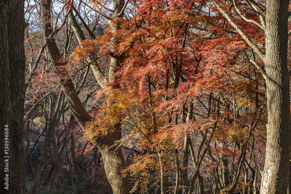 紅葉