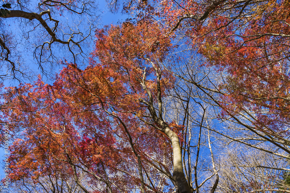 紅葉