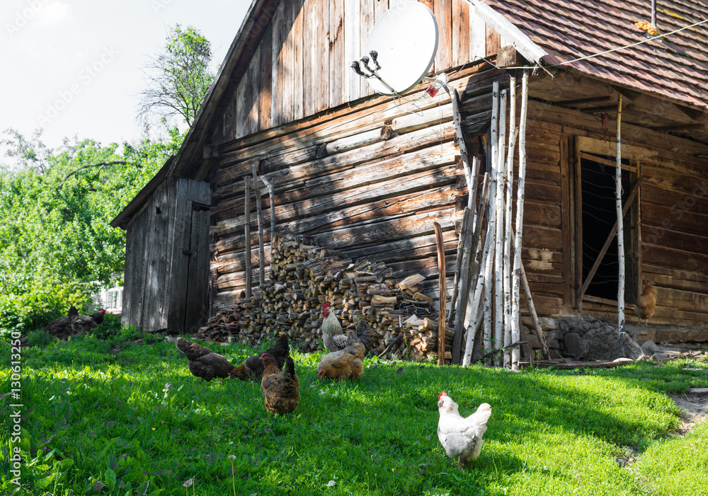 Eating chickens on a poultry yard