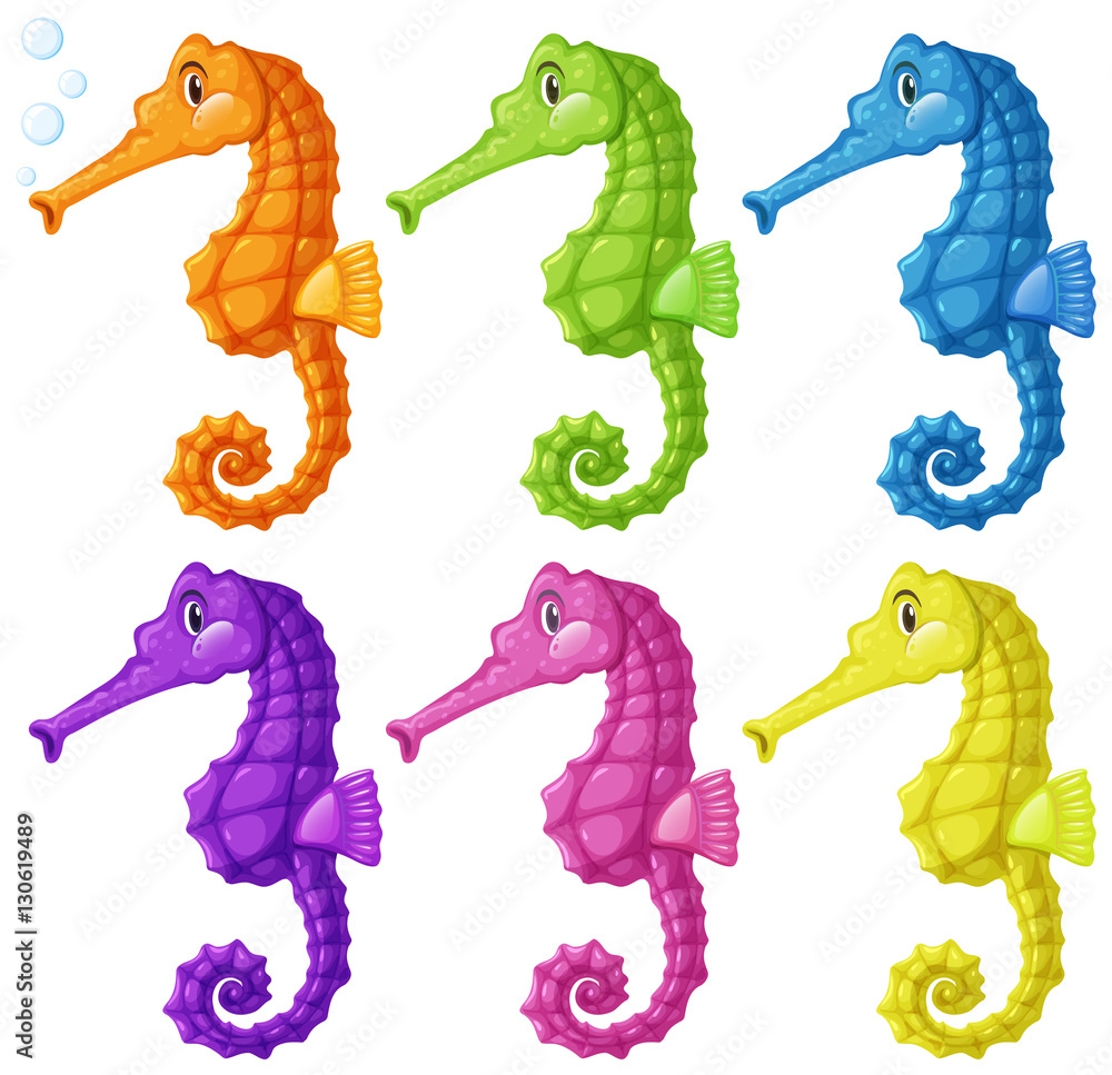 Seahorses in six colors