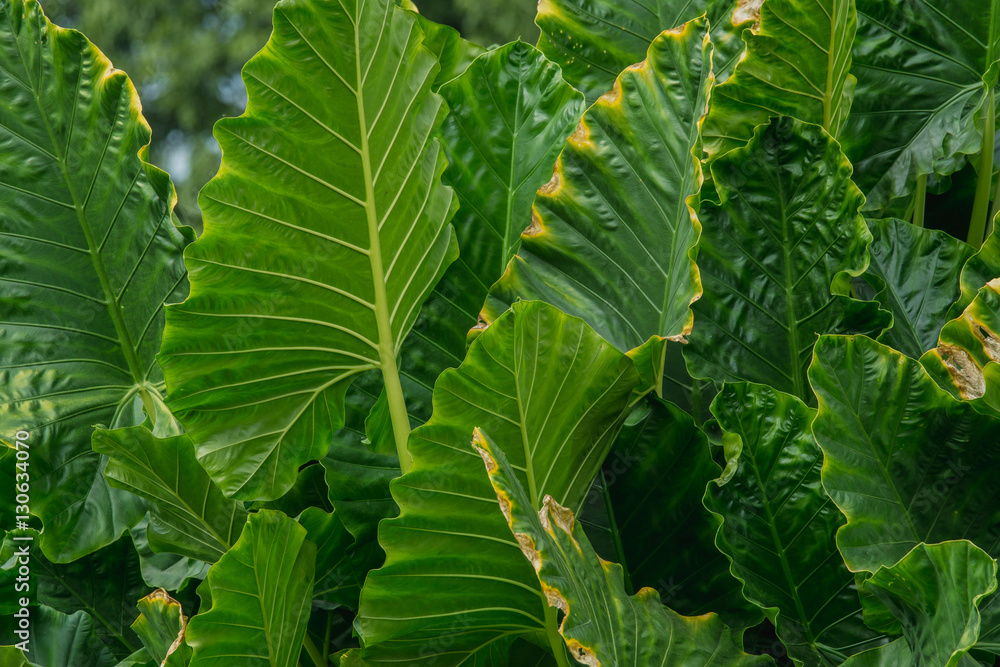 abstract background of big green Leaves. Elephant ear plant or caladium tree (Araceae)