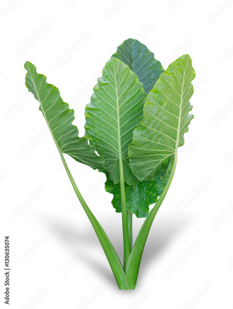 Elephant ear plant or caladium tree isolated on white background. Alocasia macrorrhizos. File contai