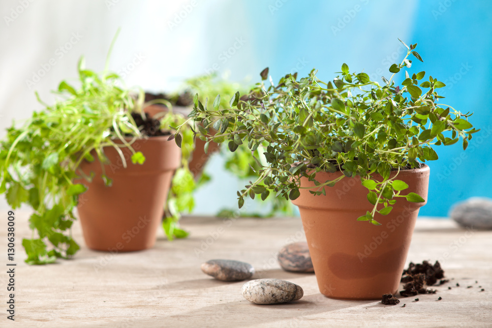 herbs in pots