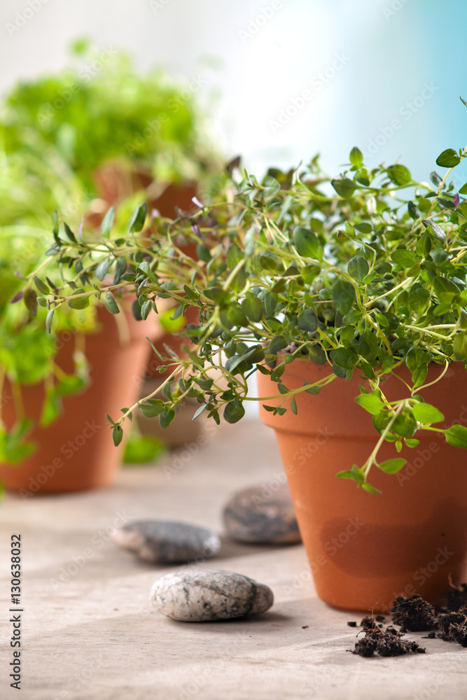 herbs in pots