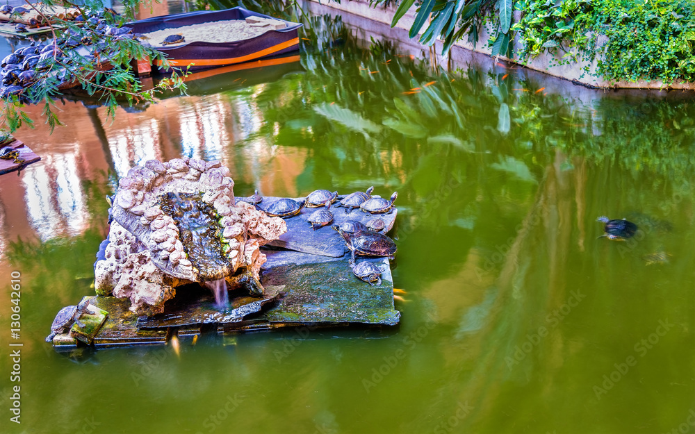 Green water turtles in an artificial pond at the Atocha station