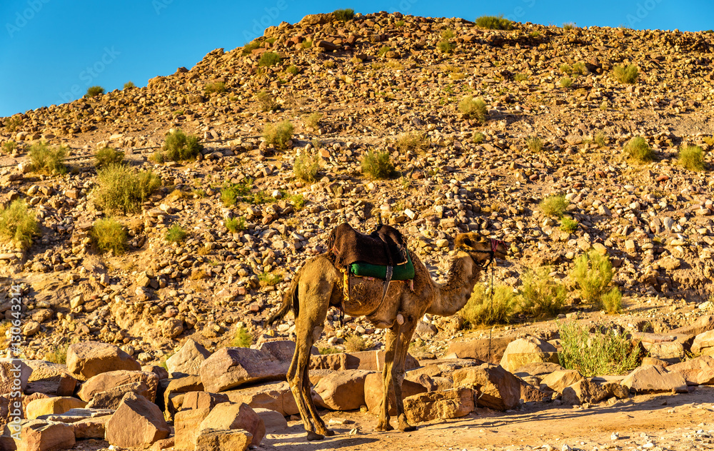 Bedouin camel rests in the ancient city of Petra