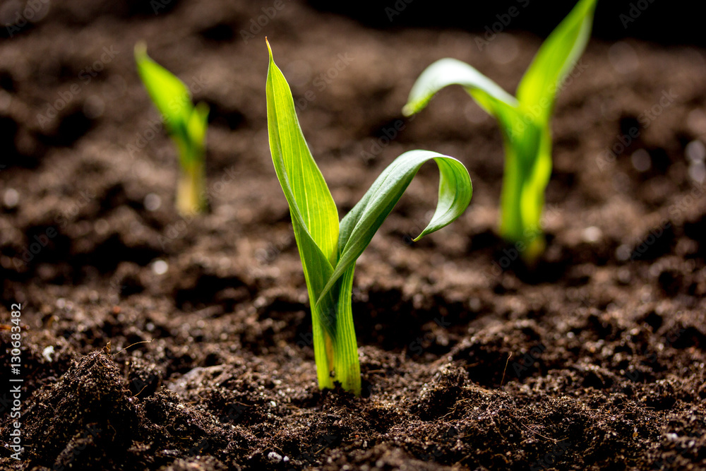 Concept appearance of life - sprout from soil close up