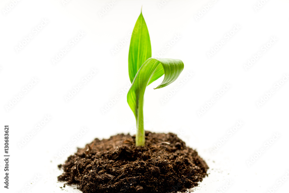 Concept birth of idea- sprout from soil on white background