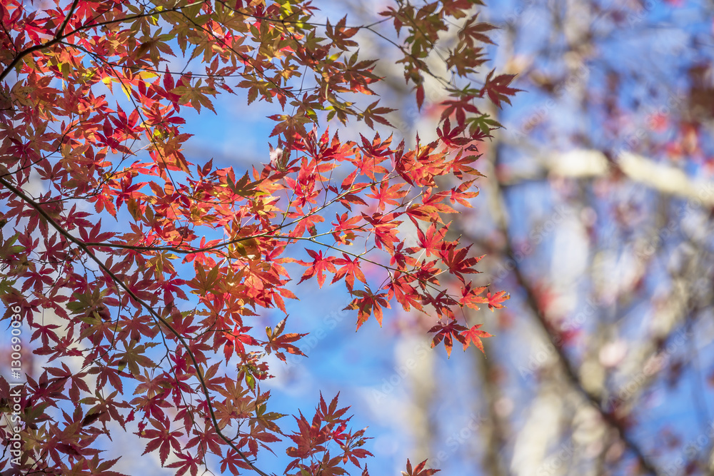 紅葉