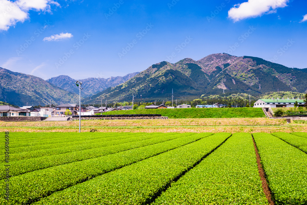 日本茶园